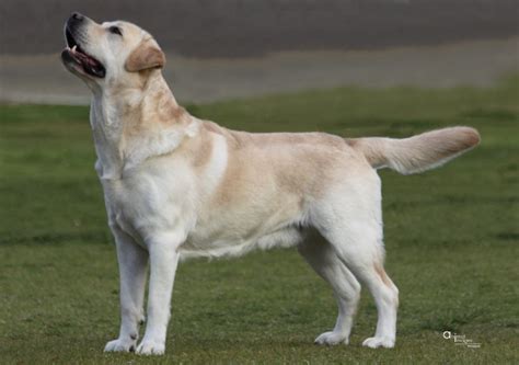 burberry labradors mount helena wa|Burberry Labradors.